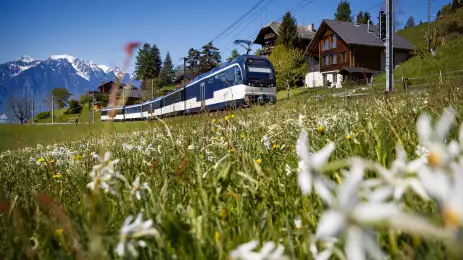 Golden Pass train moving through green countryside, mountains in the background, and blue skies