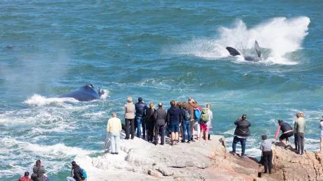 Crowds gathered at the shoreline to watch whales playing in the water
