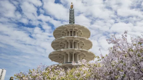 Sakura cherry blossom at Japantown Peace Plaza, traditional Japanese pagoda in San Francisco on a cloudy day