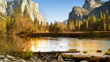 Yellow and orange autumn foliage in front of El Capitan, a vertical rock formation in Yosemite National Park
