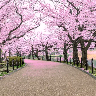 Walking path under beautiful cherry tree tunnel in Tokyo, Japan