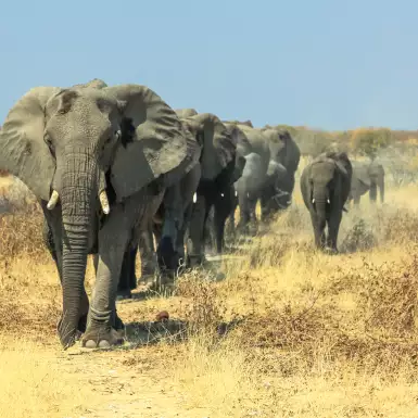 A herd of African elephants charging in Ethosa National Park Namibia