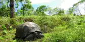 Giant Galapagos Tortoise