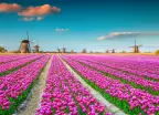 Colourful tulip fields with Dutch windmills in Kinderdijk, Netherlands