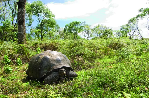 Giant Galapagos Tortoise