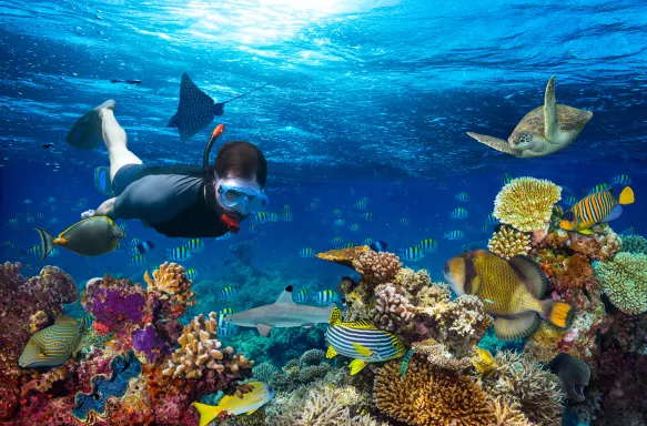 Young man snorkelling amongst coral reef in the ocean with colourful marine life.