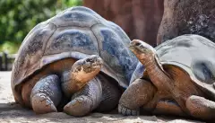 Two Galapagos tortoises looking at each other