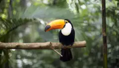 Toucan resting on branch