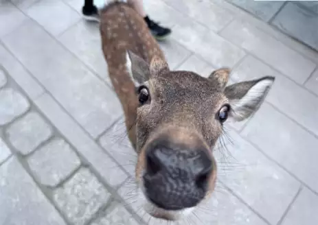 Deer at Nara Park